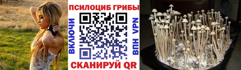 дарнет шоп  Перевоз  Псилоцибиновые грибы прущие грибы 